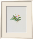 Ordinary Stipeless Primrose Poster par Moritz Michael Daffinger