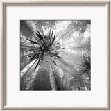 Palmera IV Láminas por Jean-François Dupuis