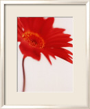 Gerbera, Bright Red on White (detail) Plakaty autor Michael Banks