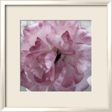 Fleur rose Posters par Prades Fabregat