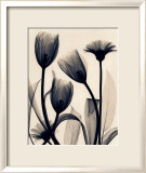 Tulip and Daisy Art par Judith Mcmillan