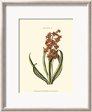 Antique Hyacinth V Prints by Christoph Jacob Trew