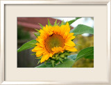 Tournesol Estampe encadrée par Antonia Illsley