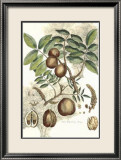 Antique Walnut Tree Lámina por John Miller (Johann Sebastien Mueller) Antique Walnut Tree Lámina por John Miller (Johann Sebastien Mueller)
