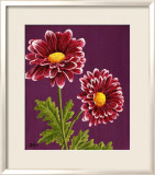 Purple and White Chrysanthemums Prints by Elise Ferguson