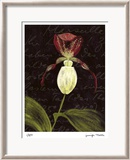 Orchid Limited Edition Framed Print by Jm Designs 