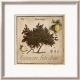 Citronnier, Cote d'Azur Lámina por Vincent Perriol Citronnier, Cote d'Azur Lámina por Vincent Perriol