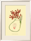 Le Fleur Rouge II Prints by Sydenham Teast Edwards