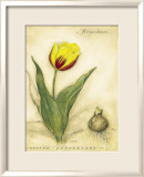Tulipe Keizerskroon Affiche par Meg Page