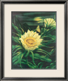 Cereus en floración con luna llena Lámina giclée enmarcada por Ted Mundorff Cereus en floración con luna llena Lámina giclée enmarcada por Ted Mundorff