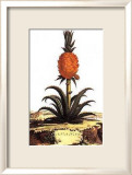 Piña Láminas por Abraham Munting
