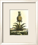 Piña I Láminas