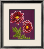 Purple and White Chrysanthemums Posters by Elise Ferguson