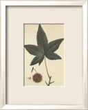 Sweet Gum Pósters por Francois A. Michaux Sweet Gum Pósters por Francois A. Michaux
