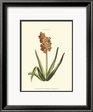 Antique Hyacinth XV Prints by Christoph Jacob Trew
