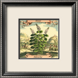 Menta Láminas por Theodor de Bry Menta Láminas por Theodor de Bry