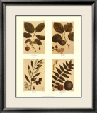 Quatre noix Posters par Francois A. Michaux