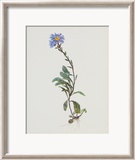 Berg-Sternblume Posters par Moritz Michael Daffinger