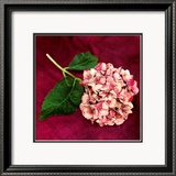 Hortensia rose Posters par Celine Sachs-jeantet