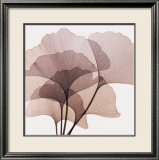 Ginkgo Leaves II Affiches par Steven N. Meyers