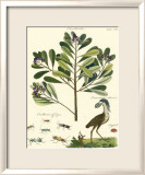 Naturalist Study II Prints by A. Bell