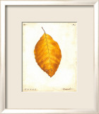 Hoja de haya Arte por Meg Page