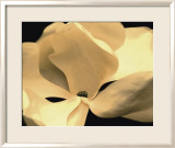Fleur jaune Affiches par Nelson Figueredo