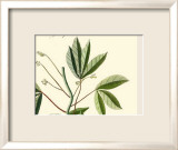 Naturalist Study I Art by A. Bell