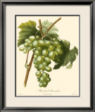 Grapes I Plakater av Bessa Grapes I Plakater av Bessa