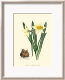 Yellow Narcissus II Poster von Van Houtt 
