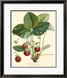 Strawberries Posters by Bessa 