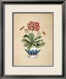 Auricula Serendipity Posters av P. Bowden