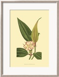 Tropical Ambrosia I Posters by Sydenham Teast Edwards