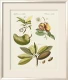 Breadfruit Posters av Bertuch