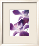 Purple Orchid I Affischer av Annemarie Peter-jaumann