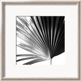 Black and White Palms IV Poster par Jason Johnson