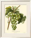 Grapes I Posters by Bessa 