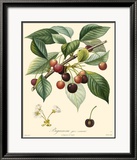 Cherries Poster by Bessa 
