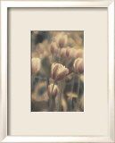 Tinted Tulips I Poster by Thea Schrack