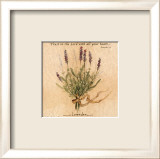 Lavanda Lámina por Carolyn Shores-Wright Lavanda Lámina por Carolyn Shores-Wright