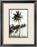 Palmiers de Manzanilla Point Affiches par Evelyn Barnes
