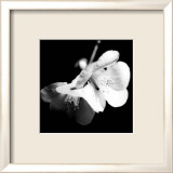 Quince Blossoms I Art par Renee Stramel
