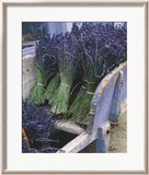 Lavender Harvest Print by Gunter Rossenbach