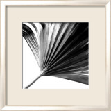 Black and White Palms II Posters par Jason Johnson