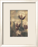 Tinted Tulips III Poster par Thea Schrack