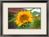 Tournesol Estampe encadrée par Antonia Illsley