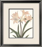 Amaryllis Poster av Peter Brown