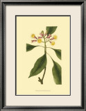 Tropical Ambrosia IV Print by Sydenham Teast Edwards