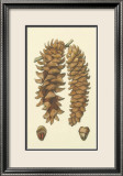 Woodland Pinecones III Posters par Silva 