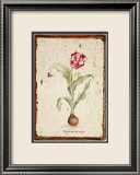 Tulipa Aureicoloris Prints by Lisa Canney Chesaux